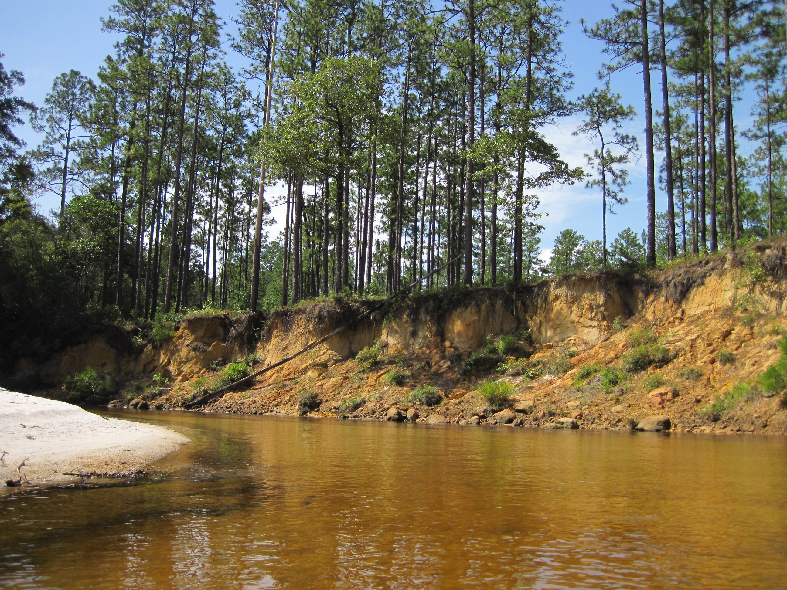 Canoeing on Florida's Blackwater River | Northwest Florida Outdoor 