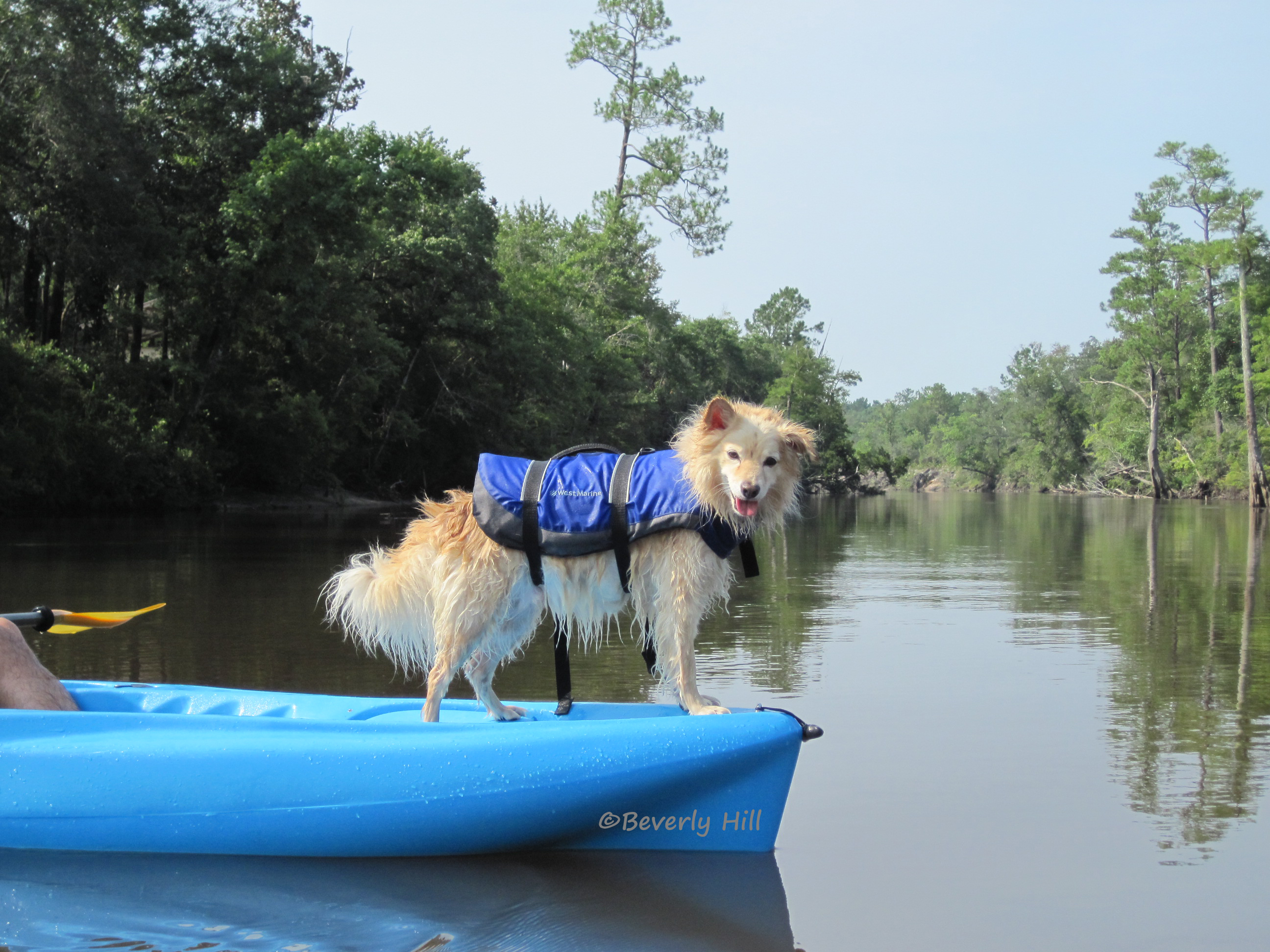 Kayaking With Your Dog  Northwest Florida Outdoor Adventure