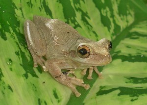 Cuban Tree Frog - Photo by Thomas Brown (creative commons license)
