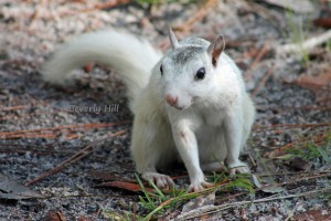 White Squirrel at Ochlockonee