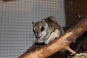 Benji the Southern Flying Squirrel enjoys a snack.