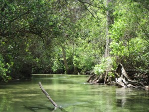 Clear waters and green canopy on Turkey Creek, Niceville. 