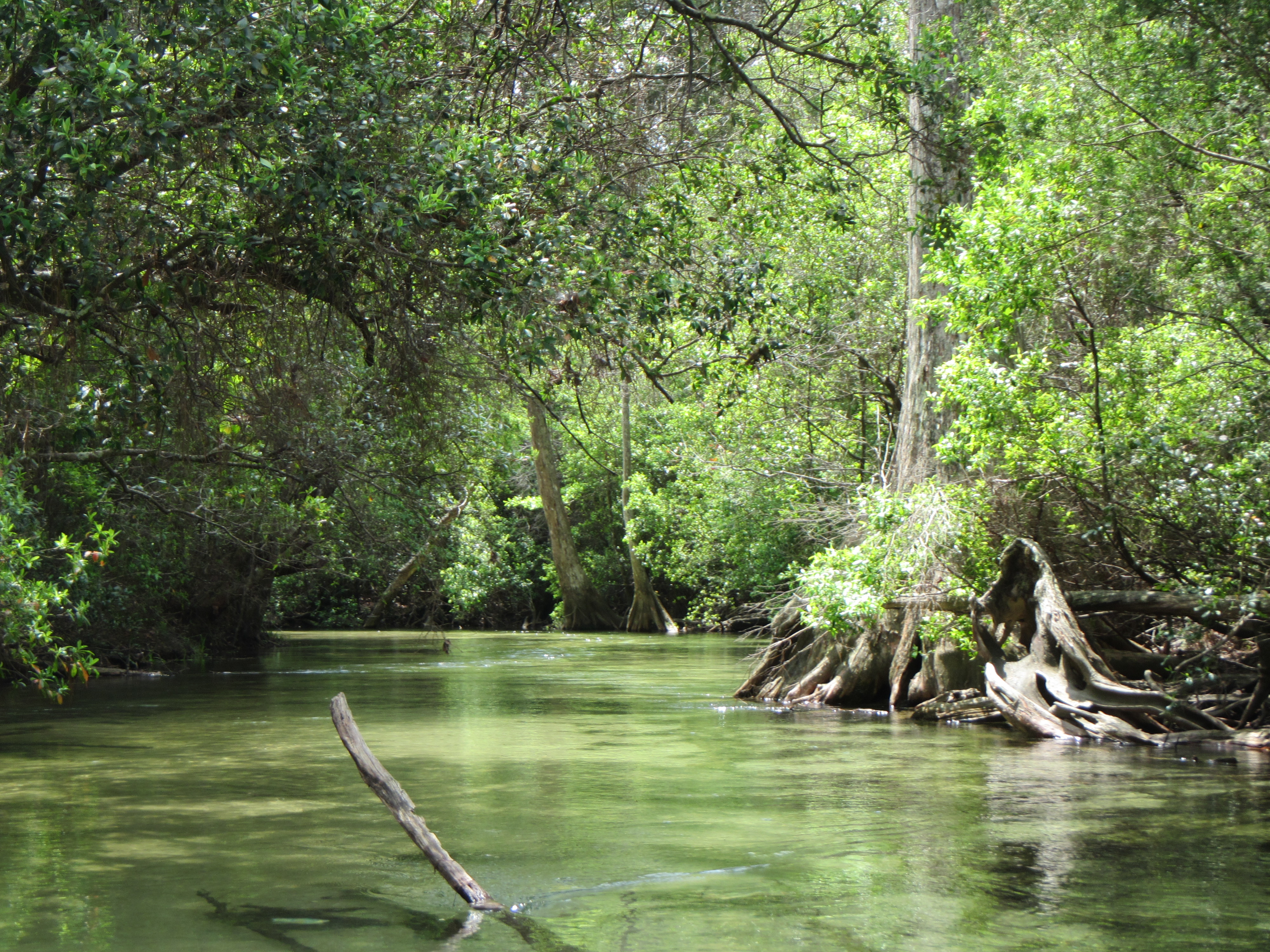 Turkey Creek Revisited. Kayaking in Niceville, FL