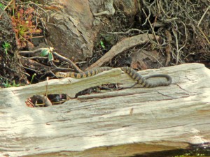 Juvenile banded water snake. Non-venomous. 