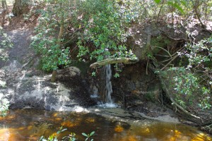 Small waterfall on Econfina Creek. Approx 5-8' tall. 