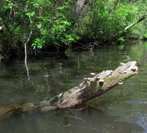 Mushrooms on a log on Alaqua Creek 