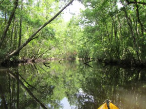 Reflections on Alaqua Creek