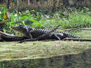 Alligator basking on Silver River, Ocala, Florida