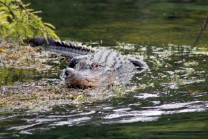 Gator at Wakulla Springs, FL. 