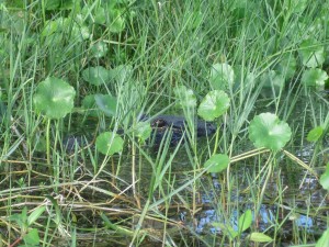 Alligator hidden in the grass. Silver River State Park. Photo by Beverly Hill. 