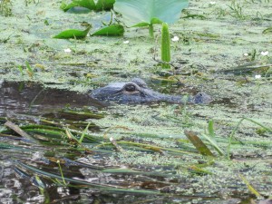 An alligator lies in wait for a meal.