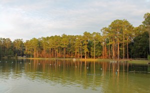 Krul Lake in Blackwater River State Forest