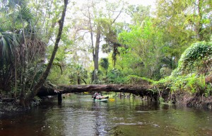 A paddler does a limbo under a fallen tree on the Loxahatchee River. 
