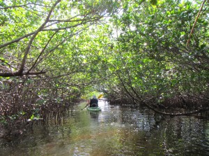 A kayaker glides through the mangrove tunnels at St. Lucie Inlet Preserve. 