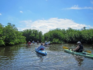 A group of kayakers entering the mangroves of St. Lucie Inlet Preserve. 