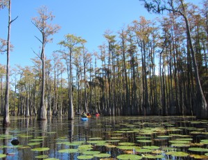 Kayakers navigate the cypress maze on Ocheesee Pond.