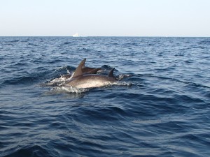 Dolphin precision