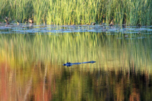 Alligator at Three Rivers State Park. 