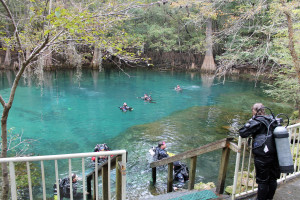 Divers at Manatee Springs.