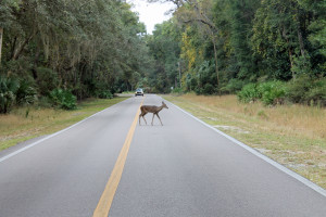 Deer crossing at Manatee Springs State Part
