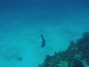 Snorkeling over the Palancar Reef. Depths 80+. 