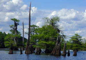A clumping of trees on the Dead Lakes