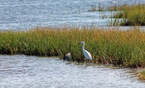 Heron and Egret search for food in the salt marsh.