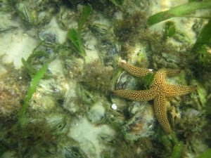 Seastar aka Starfish