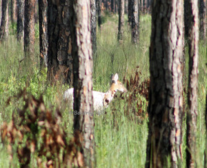 Piebald Whitetail deer at Ochlockonee River State Park