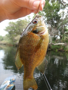 Spotted sunfish at Snapper Hole on Chassahowitzka River. 