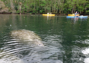 Mother Manatee and calf on the Chassahowitzka River