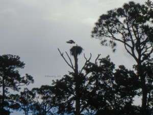 Osprey on Basin Bayou