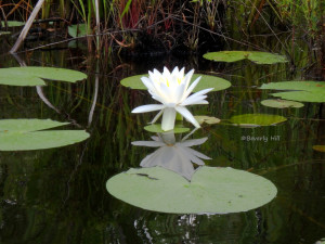 Water Lilies on Basin Bayou