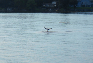 A dolphin showing some tail 