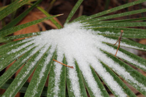 Ice crystals on a Saw Palmetto