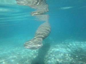 Manatee taking a breath of air. Photo © Beverly Hill