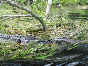 Misadventures in Kayaking | Northwest Florida Outdoor 